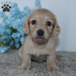 Theodore, Dachshund Puppy